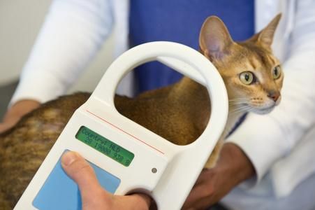 猫植入芯片(猫植入芯片副作用)-图2 猫植入芯片(猫植入芯片副作用)-图2