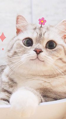 猫小二智能休闲(猫小二丫)-图2 猫小二智能休闲(猫小二丫)-图2