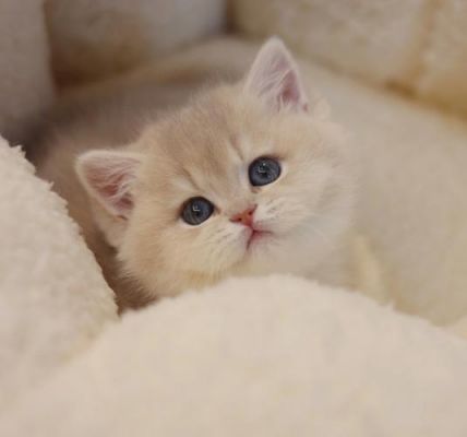猫小二智能休闲(猫小二丫)-图3 猫小二智能休闲(猫小二丫)-图3