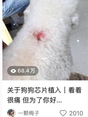 狗狗植入芯片多少钱(狗狗植入芯片有什么作用)-图3 狗狗植入芯片多少钱(狗狗植入芯片有什么作用)-图3